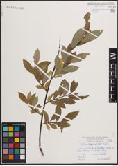 Foto von Salix daphnoides Vill.